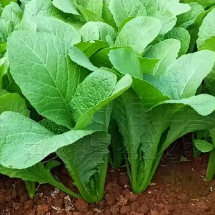 小白菜种籽各种蔬菜种孑鸡毛菜种子上海青四季菜籽种大全秋季农家