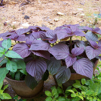 紫苏叶种籽蔬菜种孑苏子种籽子苗四季花卉种孑盆栽植物菜籽种大全