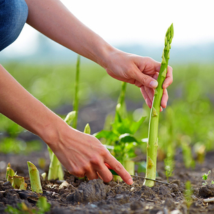 种植蔬菜种苗高产多年生种孑 芦笋种子种籽苗根带土根盆栽紫色四季