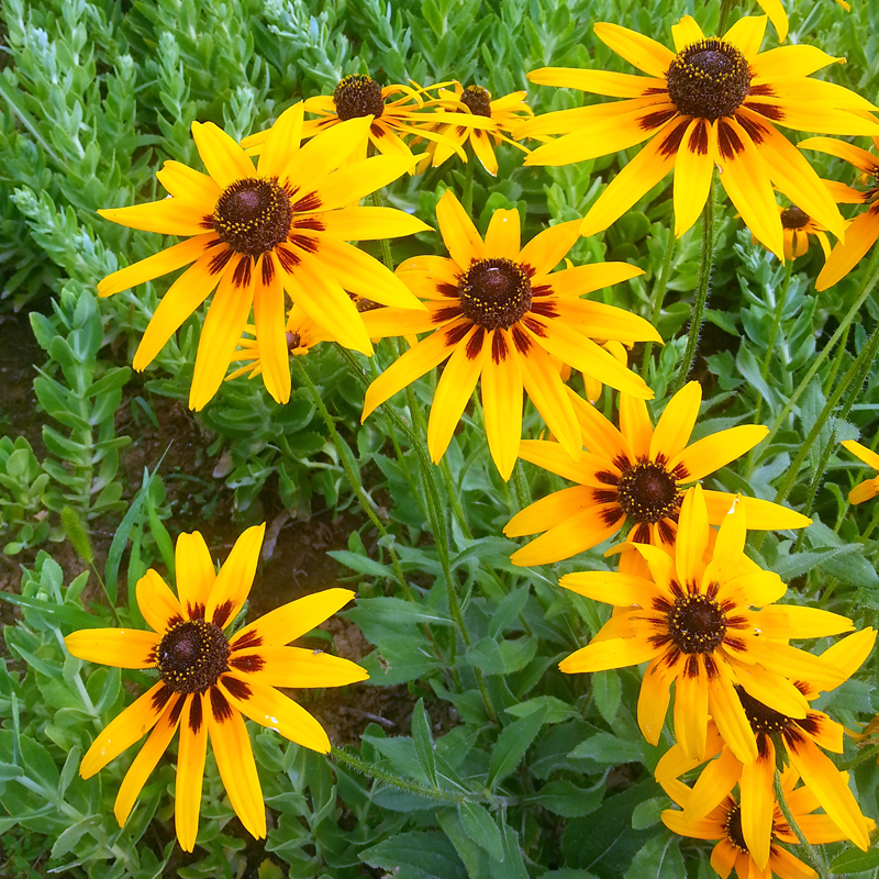 黑心金光菊花种子室外景观绿化花卉种籽多年生观花植物花卉草花种