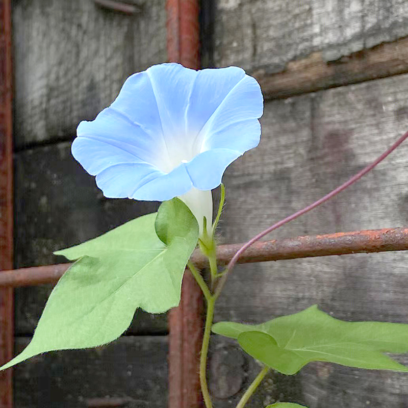 牵牛花种孑喇叭花爬藤宿根美国大牵牛花籽院子护栏马路边好活种子 鲜花速递/花卉仿真/绿植园艺 家庭园艺种子 原图主图