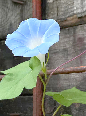 牵牛花种孑喇叭花爬藤宿根美国大牵牛花籽院子护栏马路边好活种子
