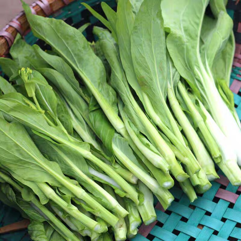 广东四九菜心种子增城迟青菜秋季菜籽红菜苔白菜苔四季蔬菜种籽孑
