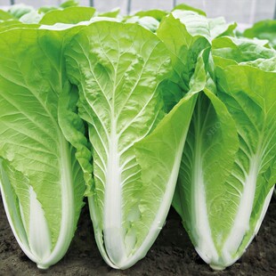 快菜种子四季小白菜种孑菜籽阳台专用冬寒菜苗蔬菜籽种大全秋冬季