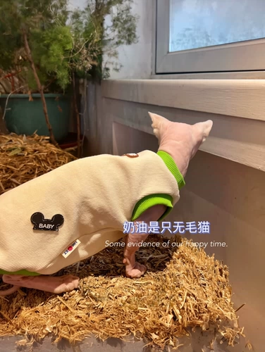奶油是只无毛猫 Канадский сфинкс Devin Pet Cat Spring и летняя одежда. Новая бесплатная доставка