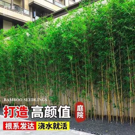 竹子苗庭院四季常青植物北方耐寒黄金竹紫竹苗青竹苗金镶玉竹毛竹