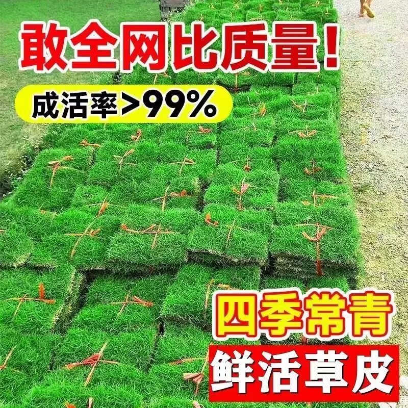 常绿草坪万有花木无地被植物