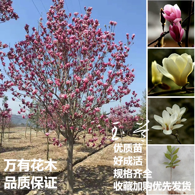 庭院玉兰景观树万有花木