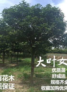 庭院地栽万有花木园林绿化