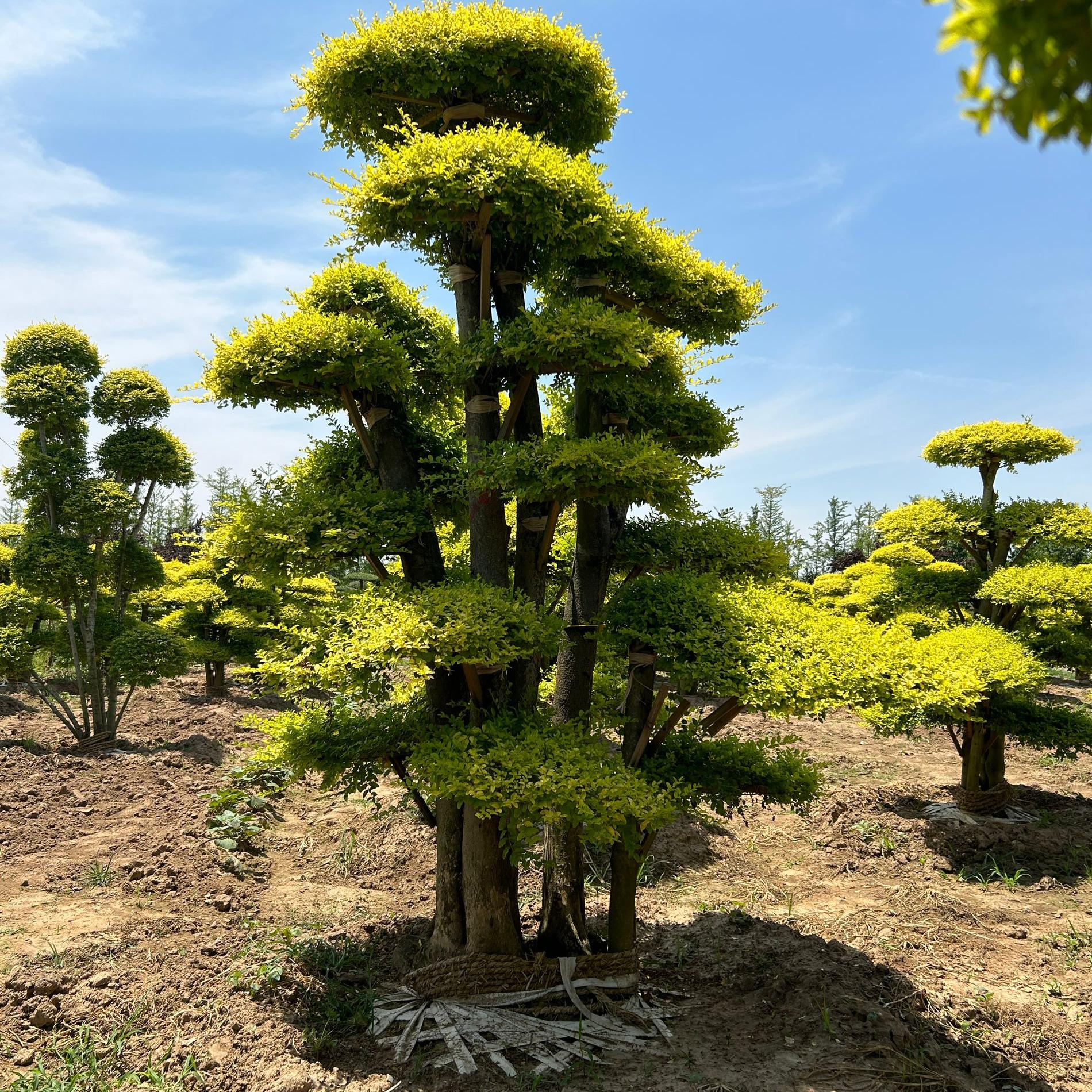 棒棒糖女贞棒棒糖女贞造型