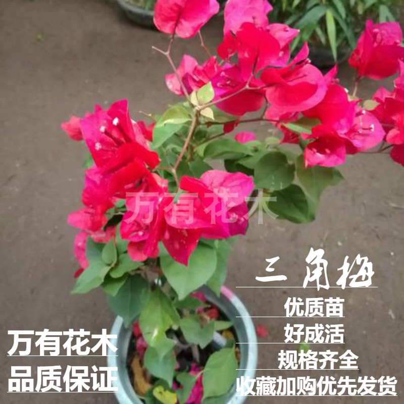 花卉三角梅万有花木三角梅