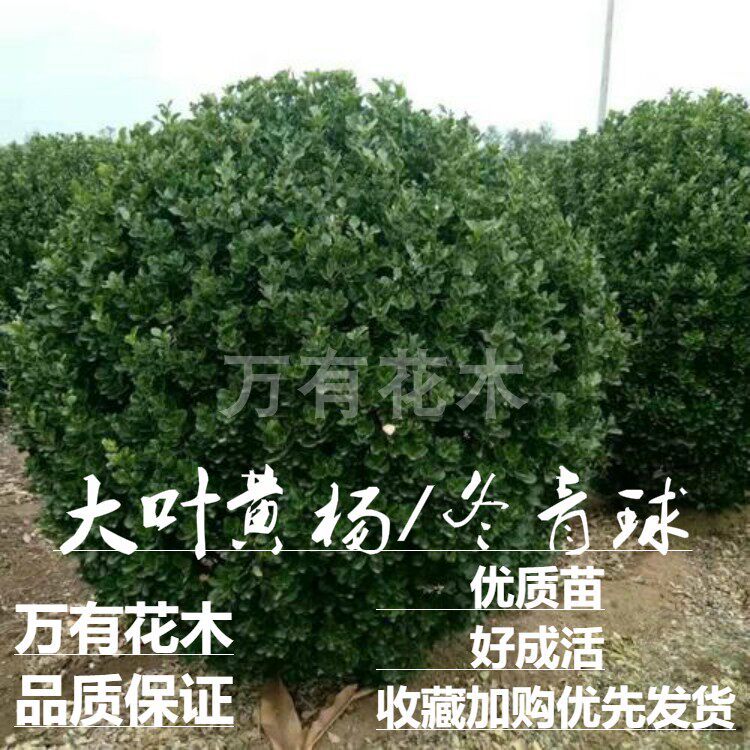 树苗庭院围墙篱笆小叶黄杨