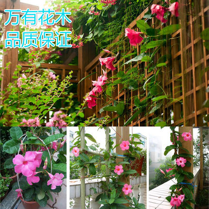 万里飘香藤′花苗双喜藤四季开花卉攀爬绿植物盆栽室内阳台带花苞
