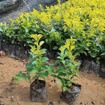 金叶假连翘黄金叶绿篱植物