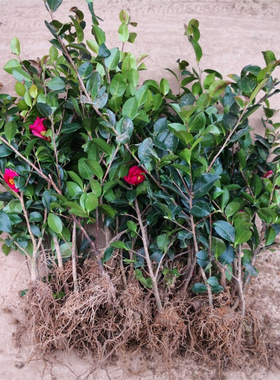 冬季开花耐寒耐阴茶花树苗红色茶梅花苗茶树球园林工程绿化小苗木