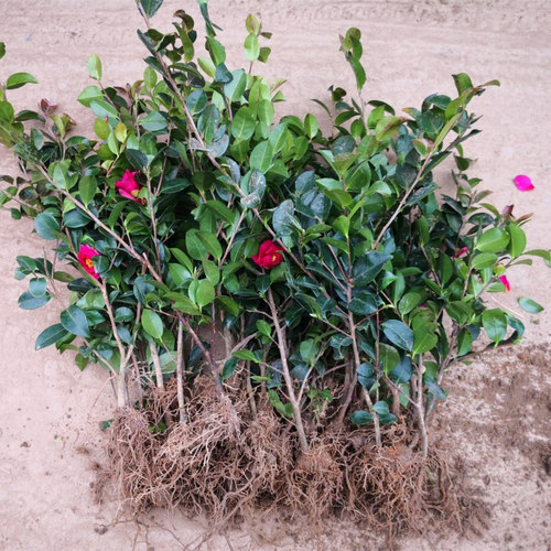 耐寒绿化冬季耐阴喜阳