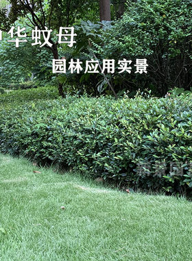 春天常青耐寒蚊母盆景苗