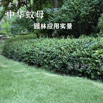 春天常青耐寒蚊母盆景苗