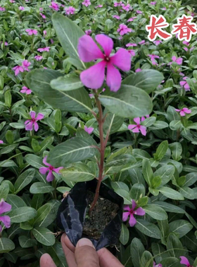 长春花花期长小苗室内外阳台庭院五叶梅好养夏季开花卉植物紫粉色