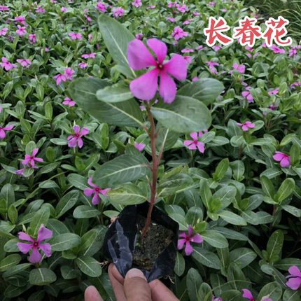 长春花花期长小苗室内外阳台庭院五叶梅好养夏季开花卉植物紫粉色