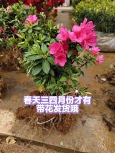四季西洋杜鹃春鹃毛杜鹃紫花映山红夏天开花鹃比利时锦绣杜鹃花苗