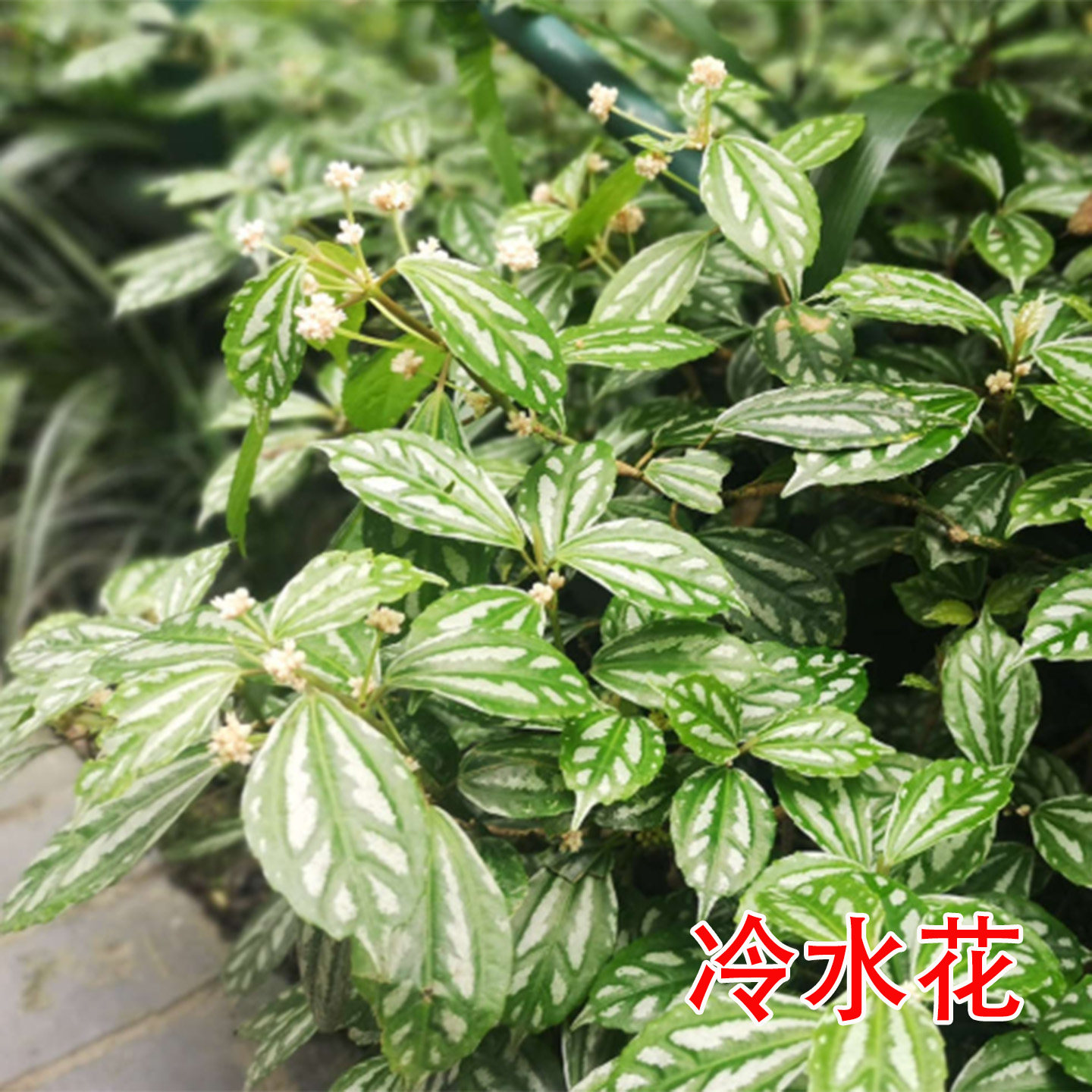 花叶冷水花室内外西瓜花多年生绿植白雪草盆栽带土发货微景观袋苗