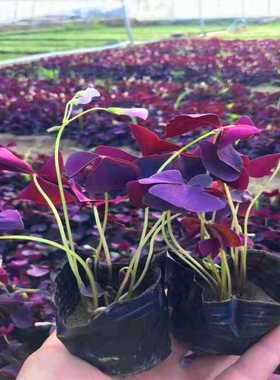 紫叶酢浆草种球花卉幸运草炸酱草室内紫色三叶草阳台盆栽每年开花