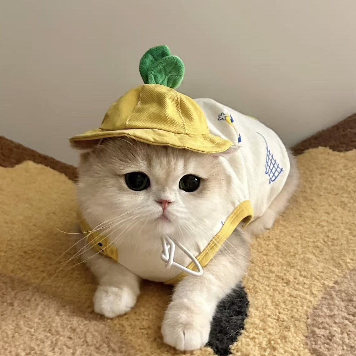 Mollywood 猫来屋 可爱豆芽幼稚园帽子 长草猫猫帽子