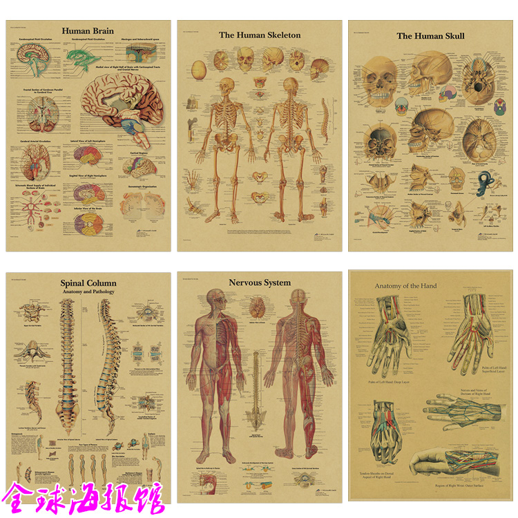 人体解剖解说图骨骼肌肉图表复古牛皮纸海报科普教学装饰画挂-封面