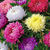 四季 开菊花苗盆栽室内阳台庭院花卉绿植物千头菊乒乓球菊九月菊花