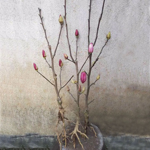 白玉兰花苗 盆栽 紫玉兰树苗带花苞仿真 红黄广玉兰花苗庭院花卉