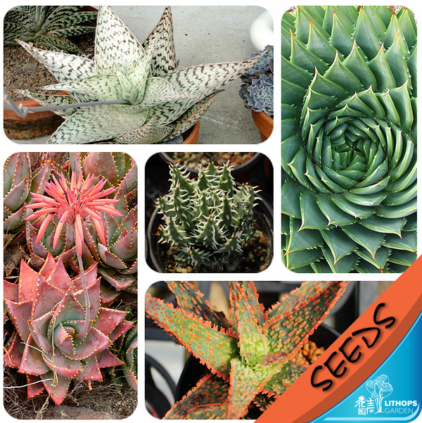 芦荟混合种子 Aloe mixed 20粒