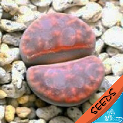 C329A 园艺种  红窗朱弦玉 10粒