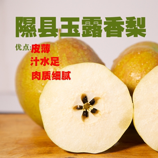 山西隰县玉露香梨水果新鲜当季整箱梨子新鲜水果小西天隰县发货