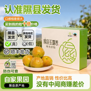 正宗山西隰县玉露香梨应季整箱水果新鲜包邮送礼8斤隰县发货皮薄