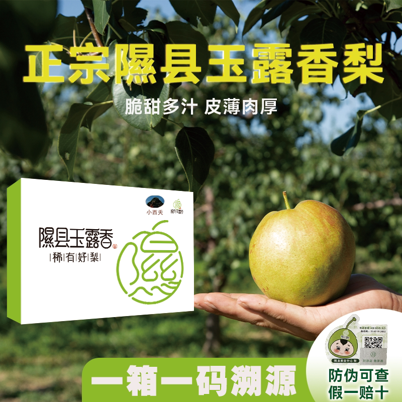 正宗山西隰县玉露香梨产地直供应季整箱水果新鲜8斤隰县发货包邮