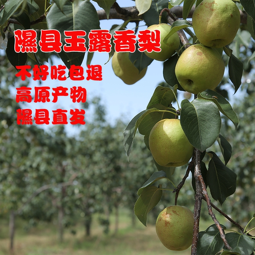 山西隰县玉露香梨水果新鲜当季整箱梨子新鲜水果小西天隰县发货