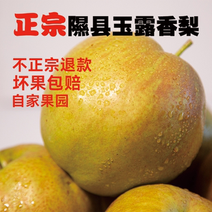山西隰县玉露香梨水果新鲜当季整箱梨子新鲜水果小西天隰县发货