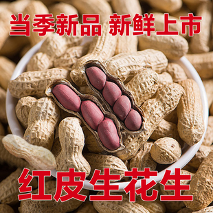 当季新货红皮花生果四粒红新货新鲜晒干小粒带壳生的花生红衣花生