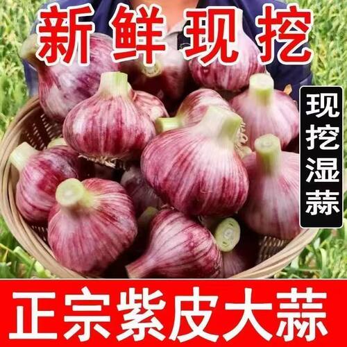 2026新鲜大蒜头紫皮白皮大蒜头湿蒜头腌制腊八蒜能吃能种