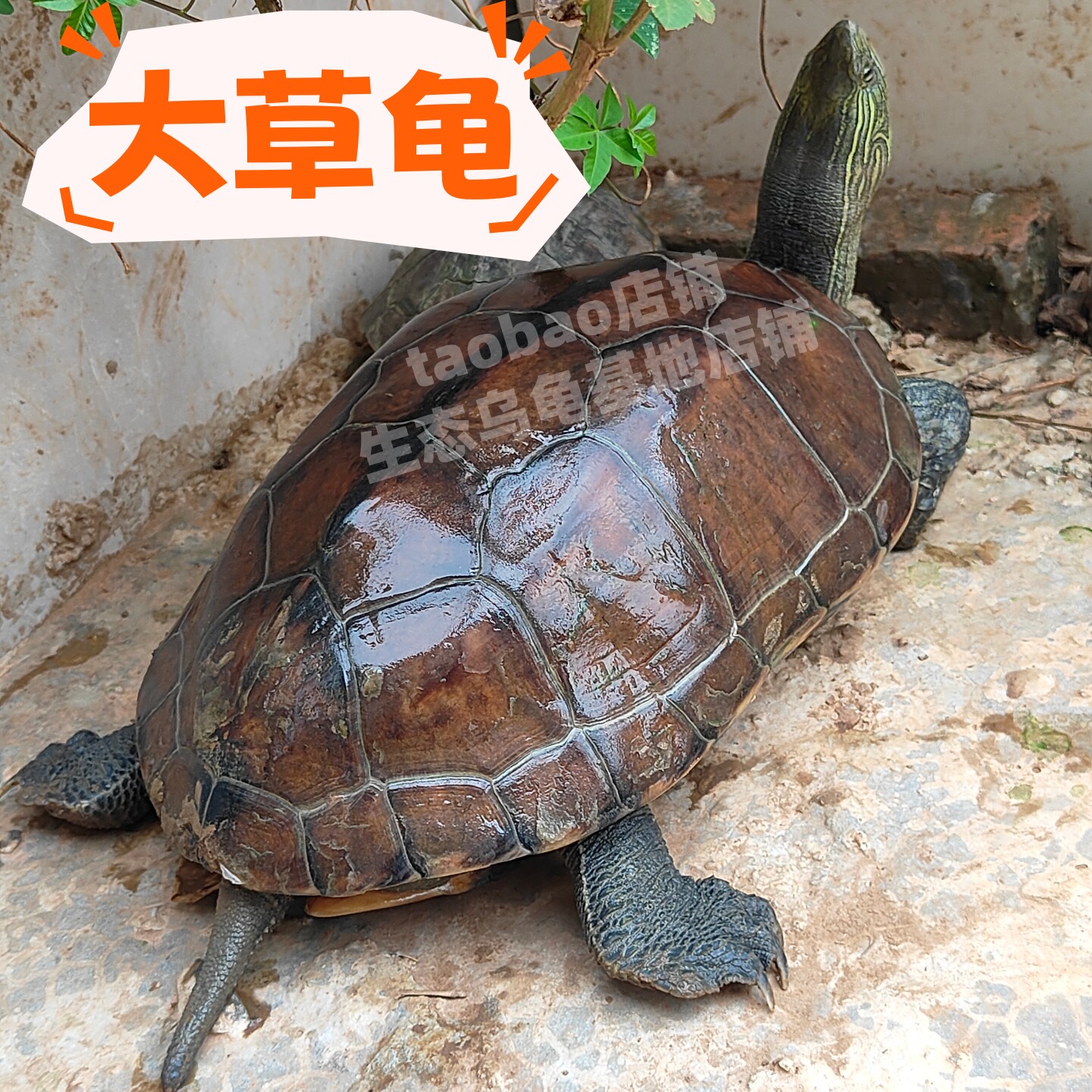 中华草龟可食用龟食用草龟活物乌龟煲汤龟外塘龟花杂草龟中华肉龟