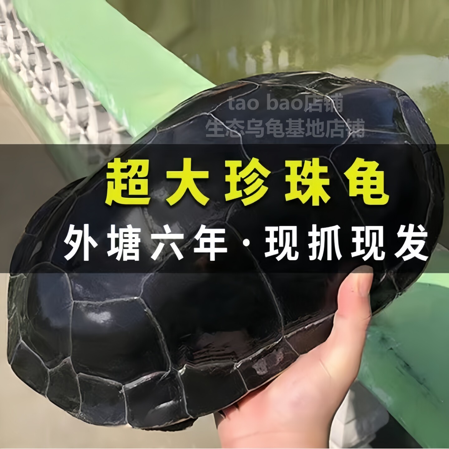 大乌龟活物大个珍珠龟活物特大巨型乌龟大只草龟两栖宠物龟吃菜龟