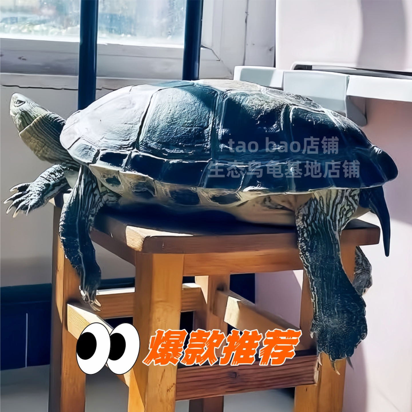 大乌龟活物大草龟活体观赏宠物龟