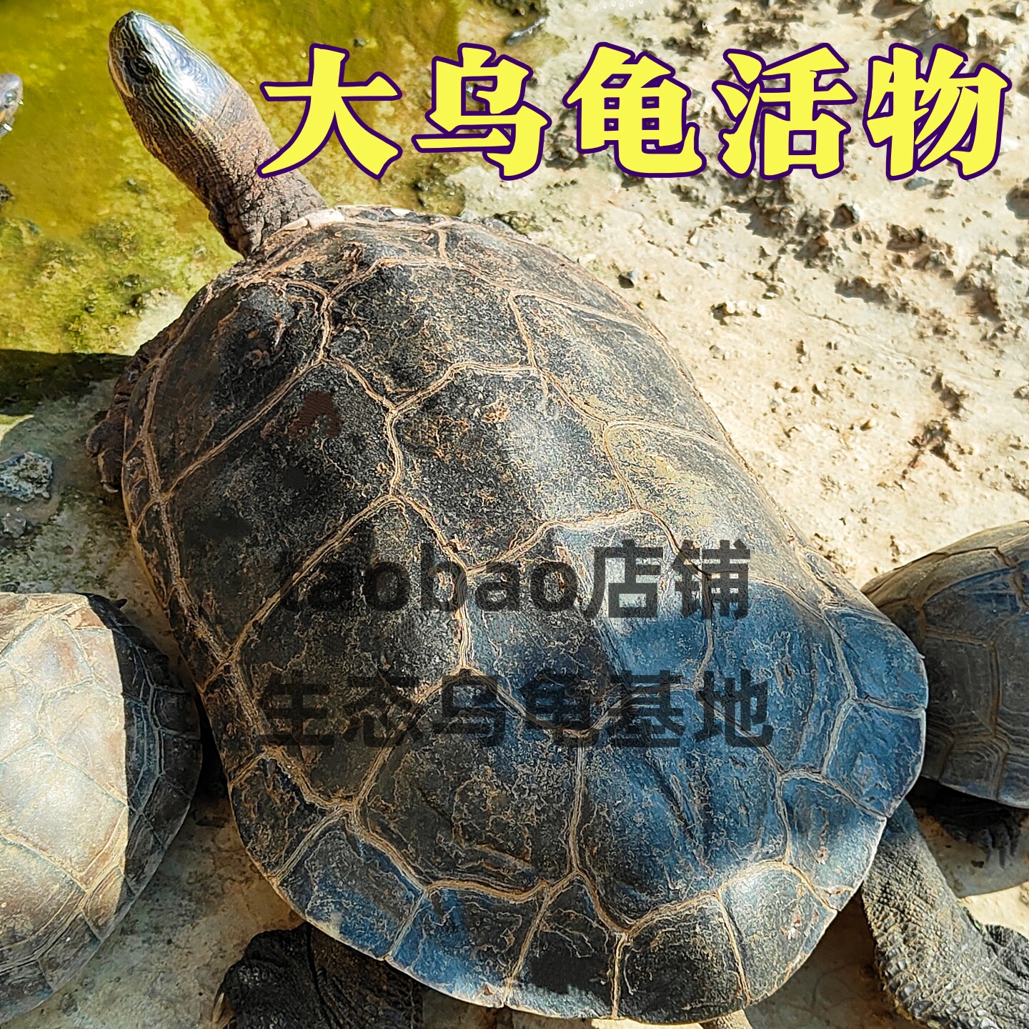 乌龟活物龟珍珠龟大只家养招财龟草龟活体花龟大龟宠物大乌龟活物