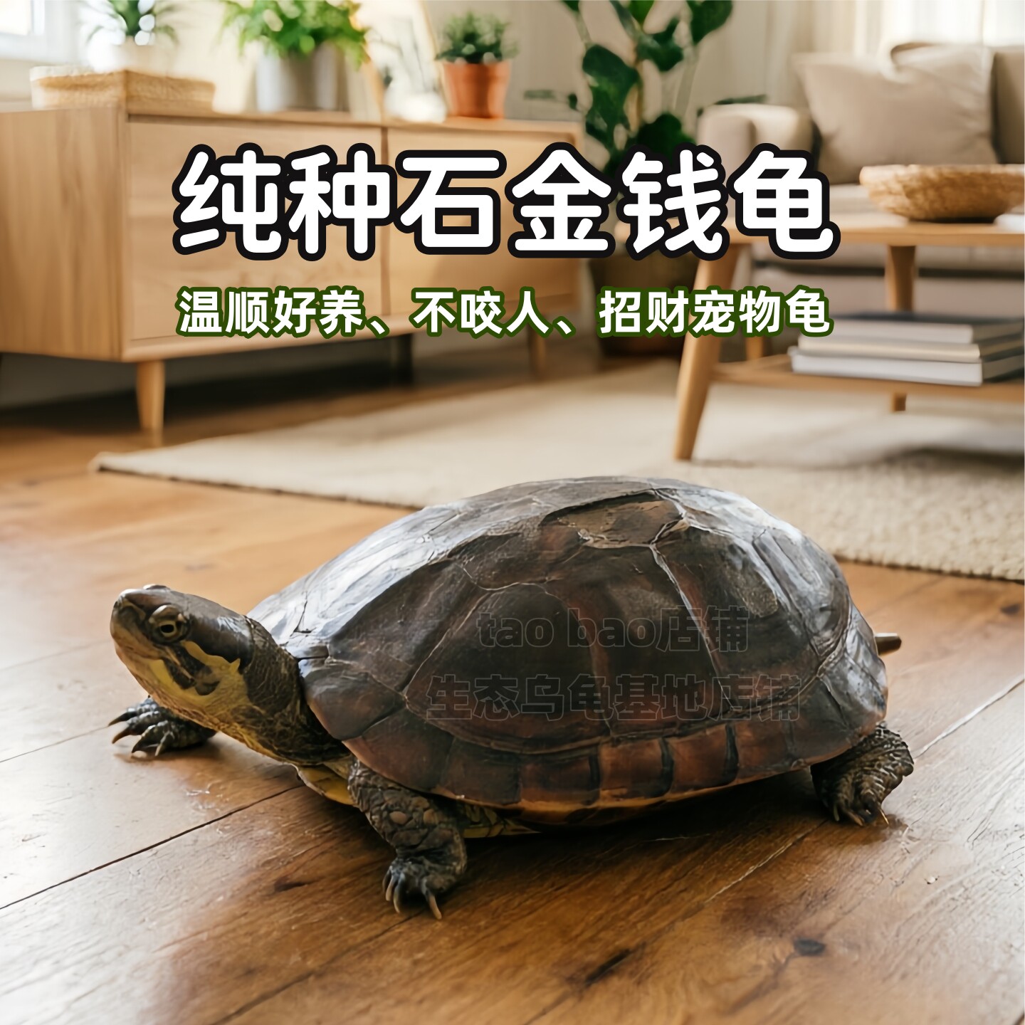 石金钱龟活体招财龟观赏网红长寿情侣龟金钱大龟小青宠物龟小乌龟