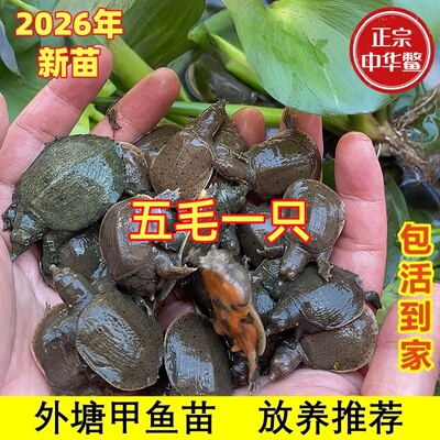 中华小甲鱼苗活体外塘生态养殖甲鱼苗批发团鱼龙鱼王八苗中华鳖苗