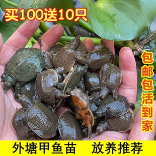 中华小甲鱼苗活体外塘生态养殖甲鱼苗批发团鱼龙鱼王八苗中华鳖苗