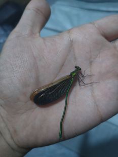 华艳色蟌a1原虫