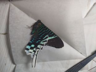 月亮蛾原蝶a1Urania leilus蝴蝶标本产地秘鲁