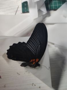 美凤蝶原蝶雄 a1/a-